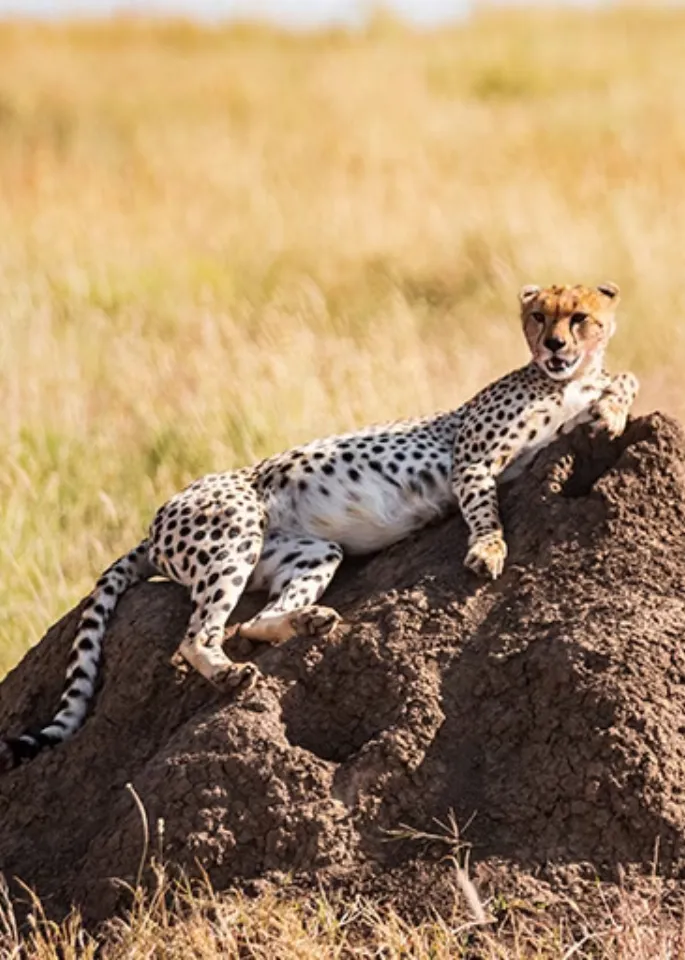 Serengeti Wildlife