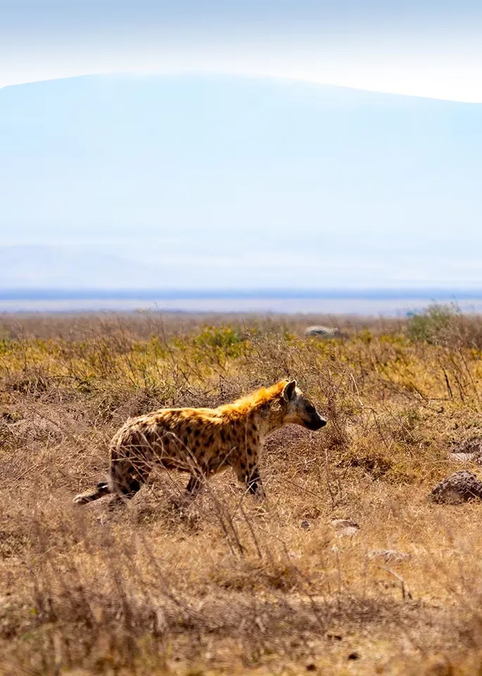 Ngorongoro Wildlife