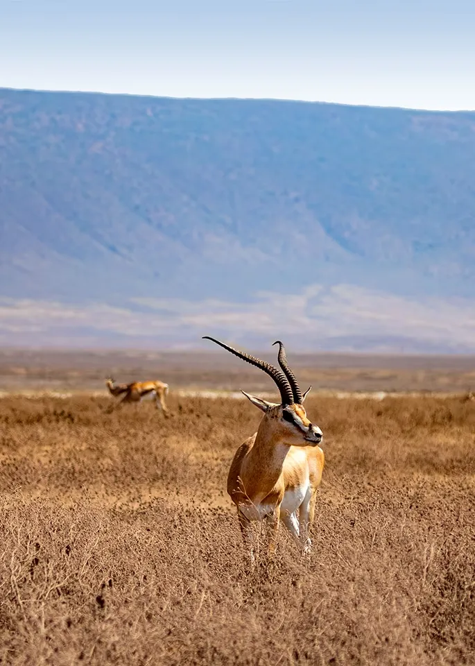 Ngorongoro Wildlife
