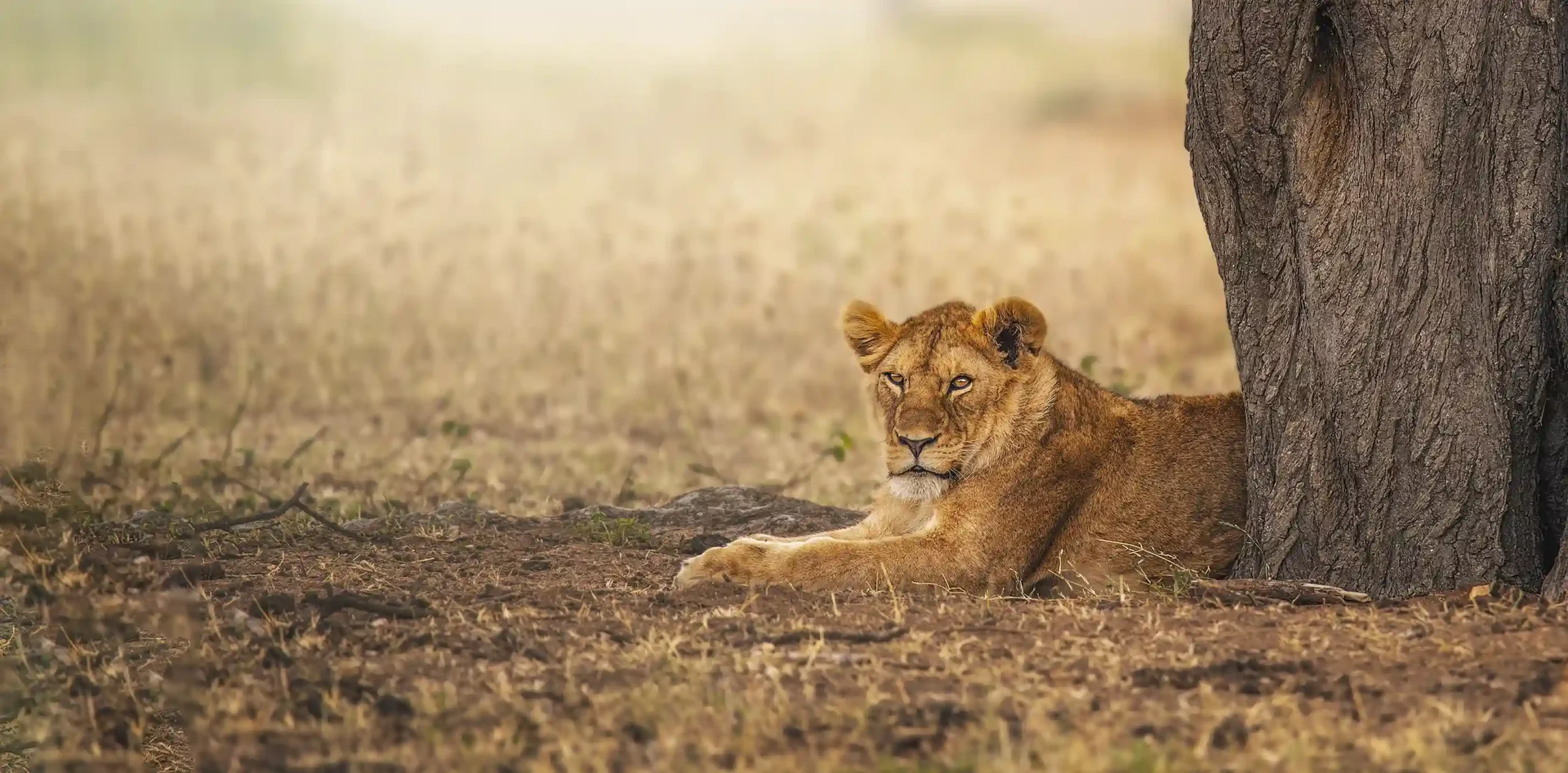 Discover Arusha National Park, A Hidden Jewel Of Tanzania
