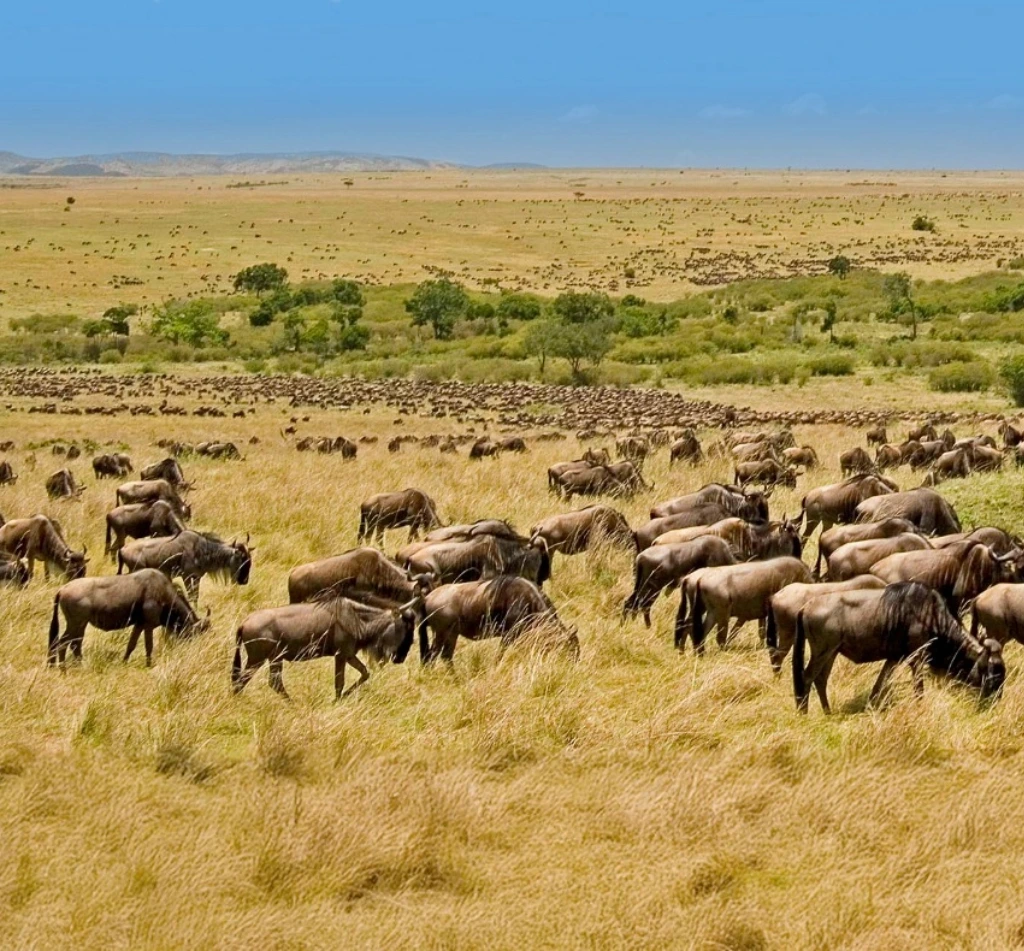 Serengeti Migration