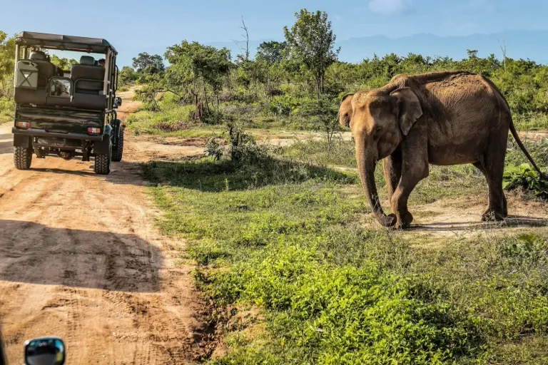 What’s Hot in Tanzania for 2026? Must-Try Safaris, Treks, and Cultural Gems!