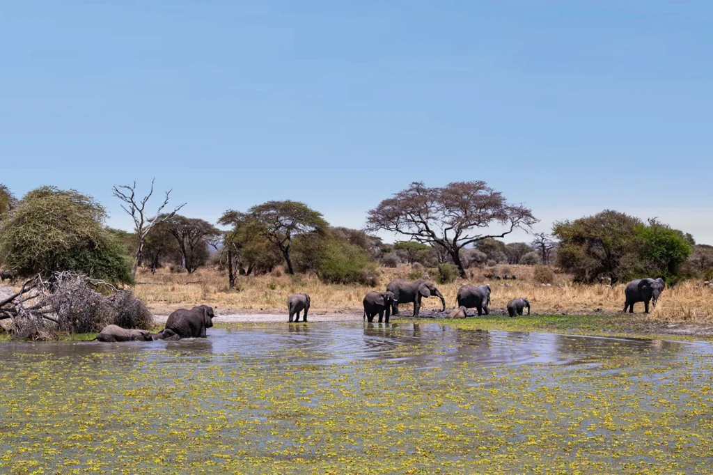 Best Time For Safari In Tanzania