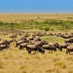 Best Time For Serengeti Migration