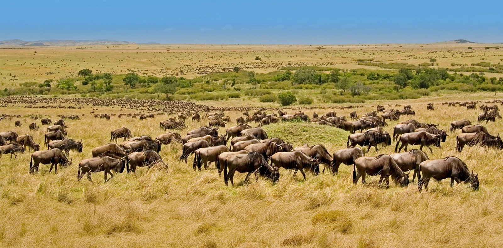 Best Time to See the Great Migration in the Serengeti