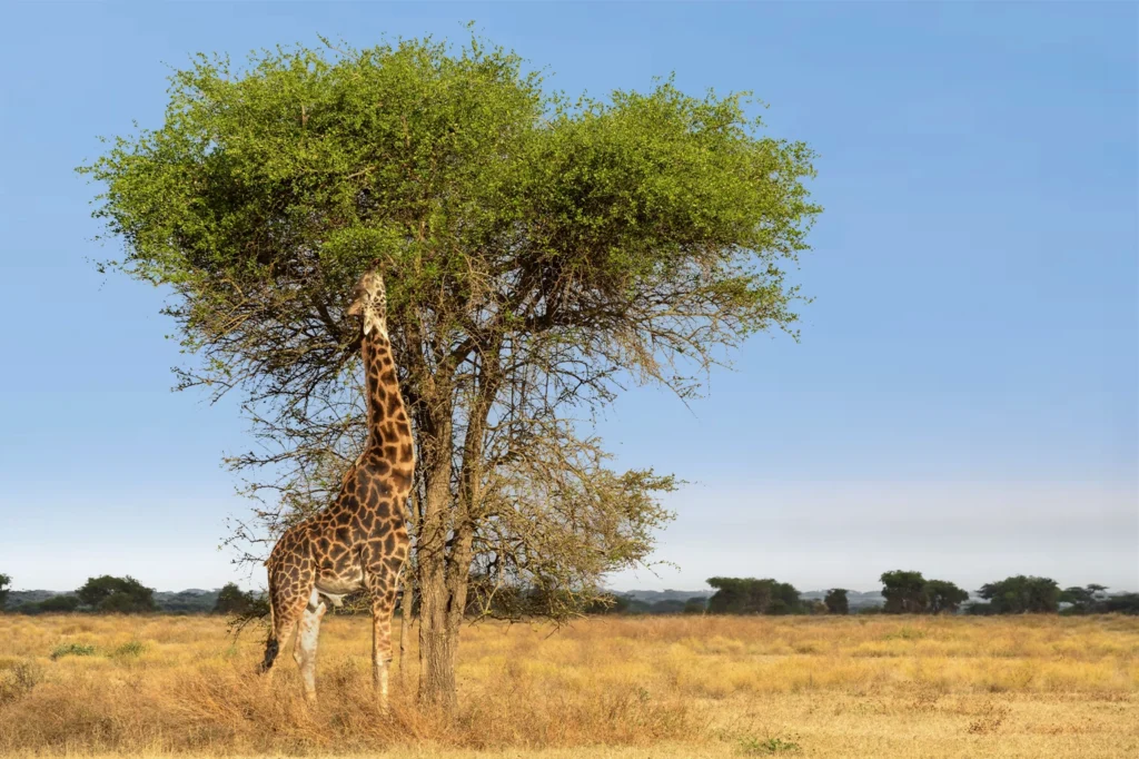 Best Time To Go To Tanzania