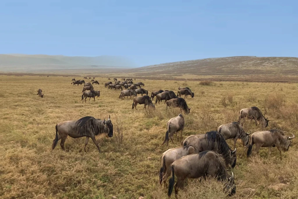 Best Time See Serengeti Wildebeest Migration Best Time See Serengeti Wildebeest Migration