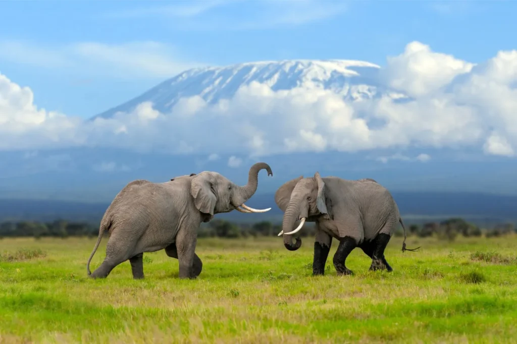 Tanzania Safari Cost Tanzania Safari Cost