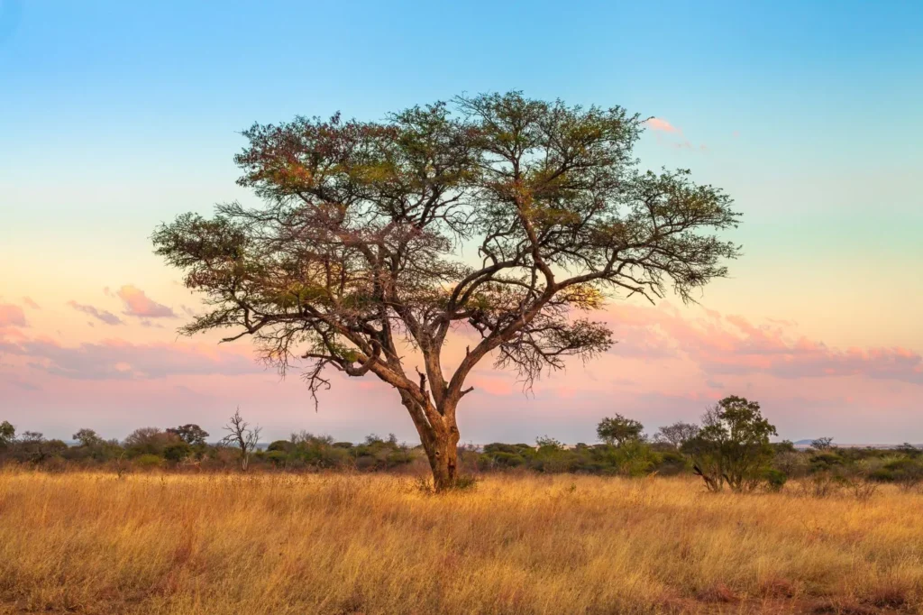 Tanzania Safari Price Tanzania Safari Price