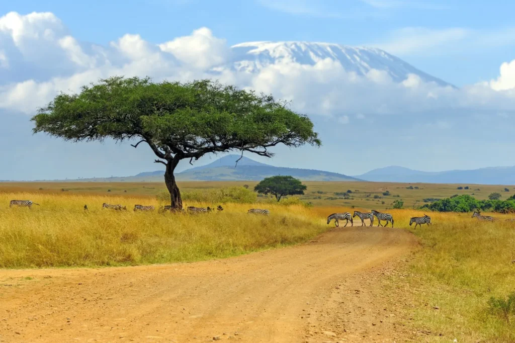 Tanzania Safari Cost Tanzania Safari Cost