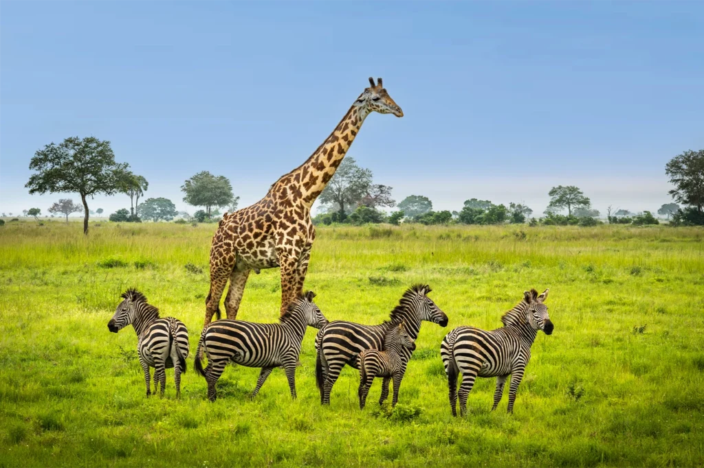 Best Time For Safari In Tanzania
