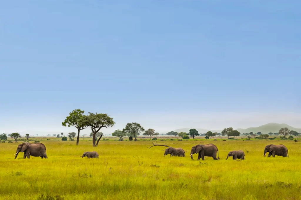 Best Time To Travel Tanzania