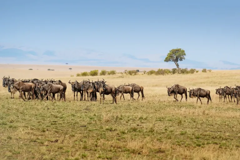 Great Wildebeest Migration Great Wildebeest Migration