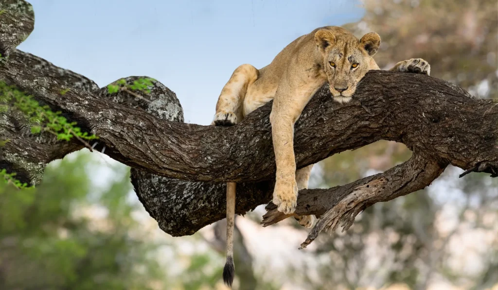 Lake Manyara Tree Climbing Lions
