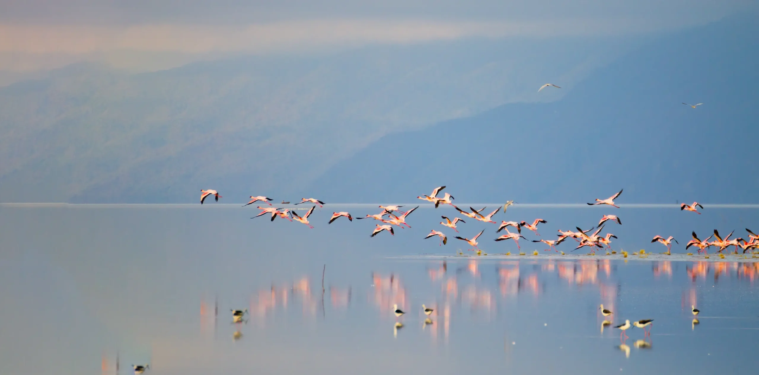 Discover Tree-Climbing Lions And Scenic Views On Lake Manyara Safaris