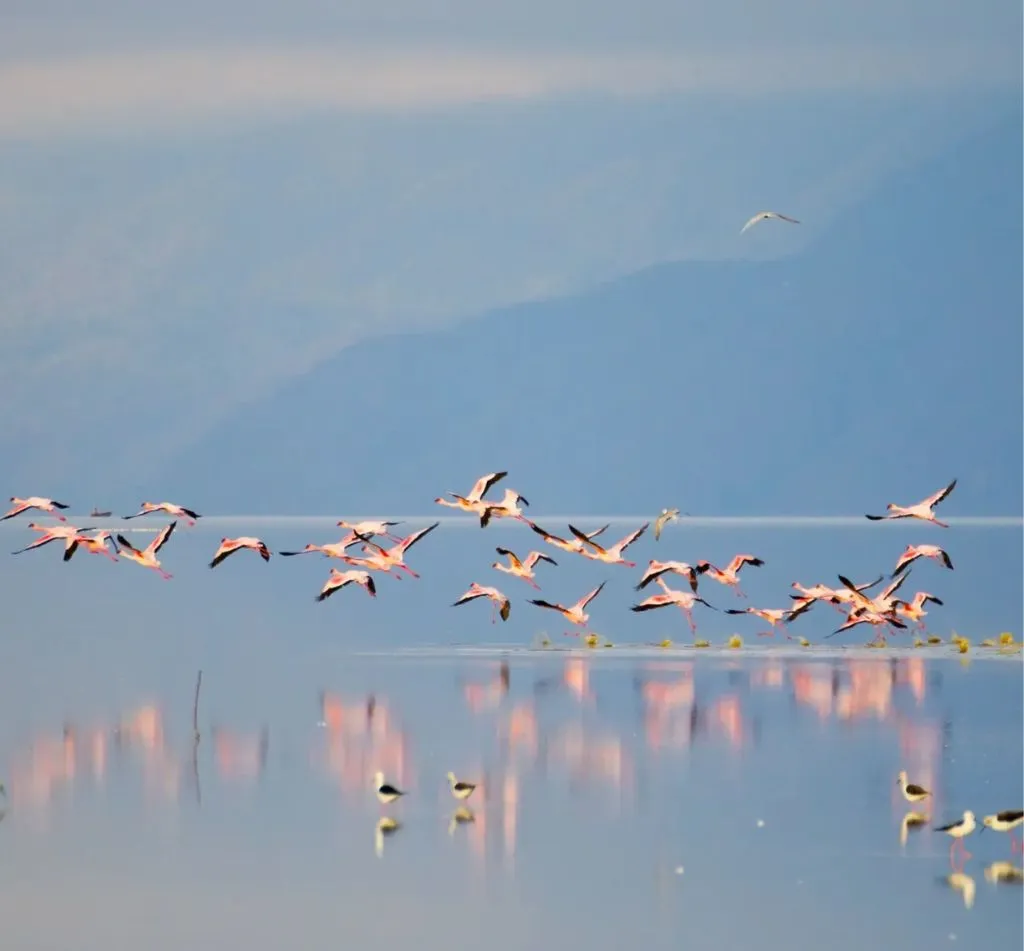 Lake Manyara National Park