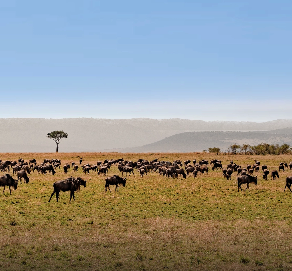 Serengeti Migration