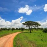 Tanzania Safari Cost