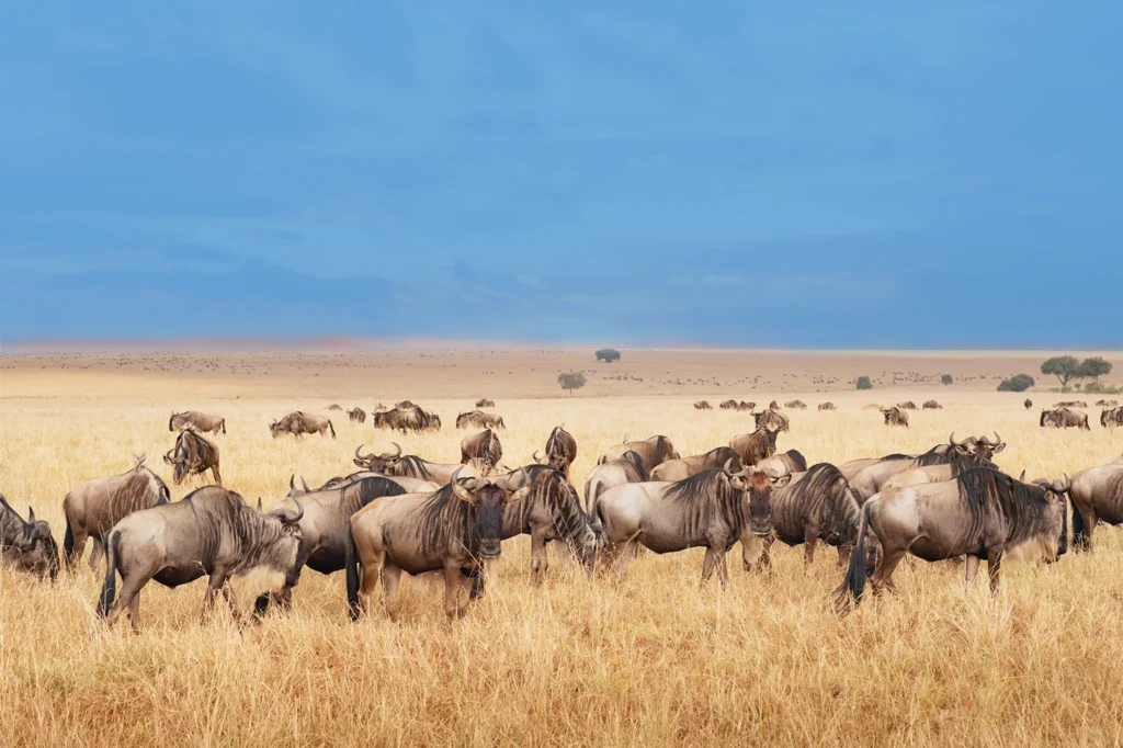 Tanzania Safari Tours