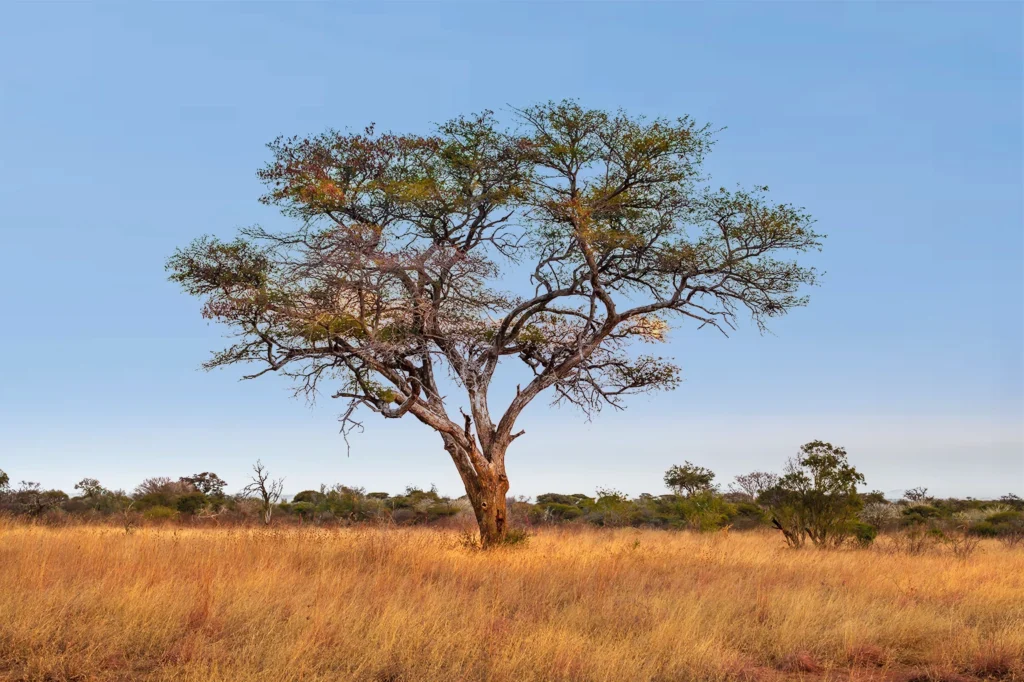 
Best Season To Visit Tanzania