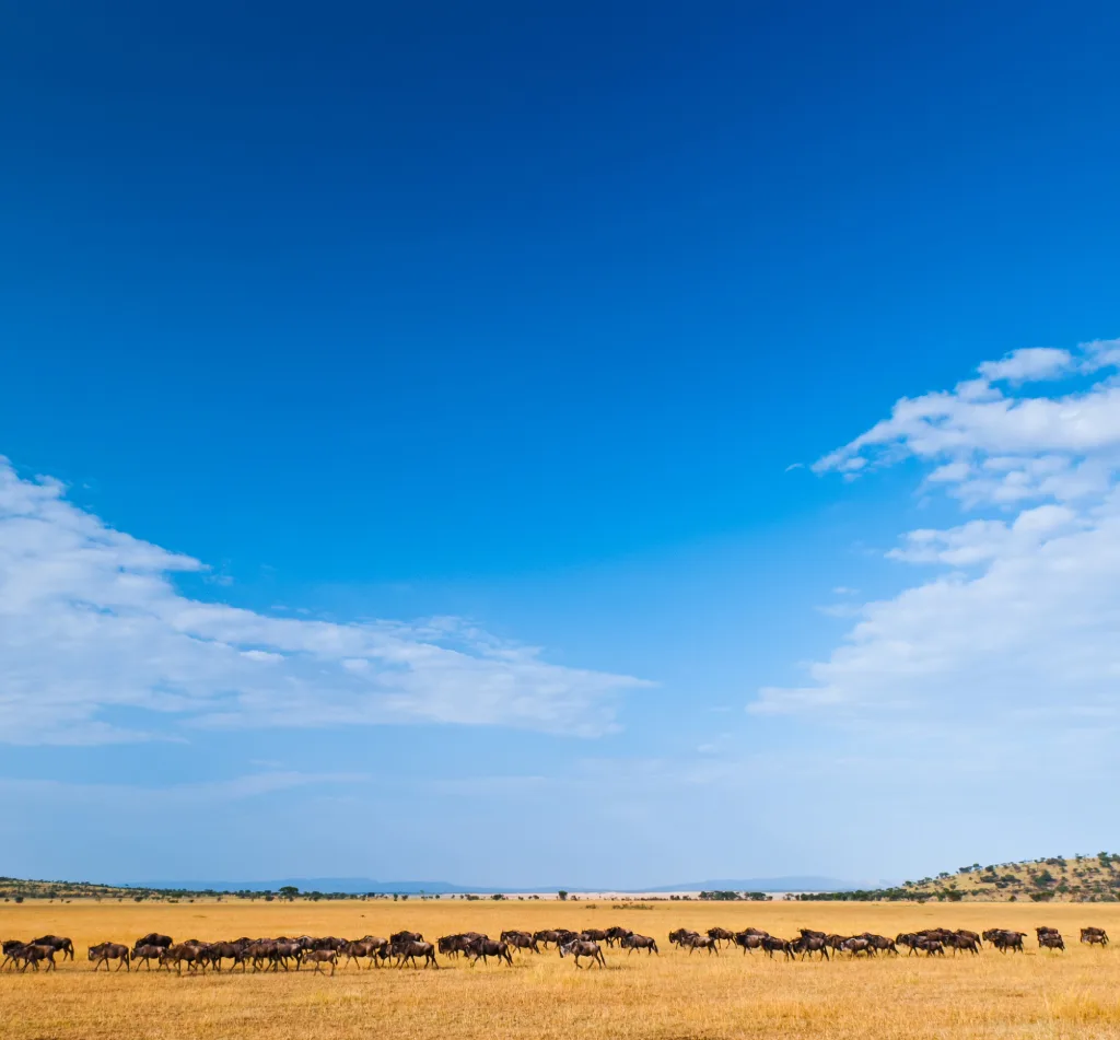 Tanzania Safari Cost