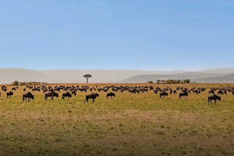 Experience Tanzania’s Iconic Wildlife Migration in the Dry Season