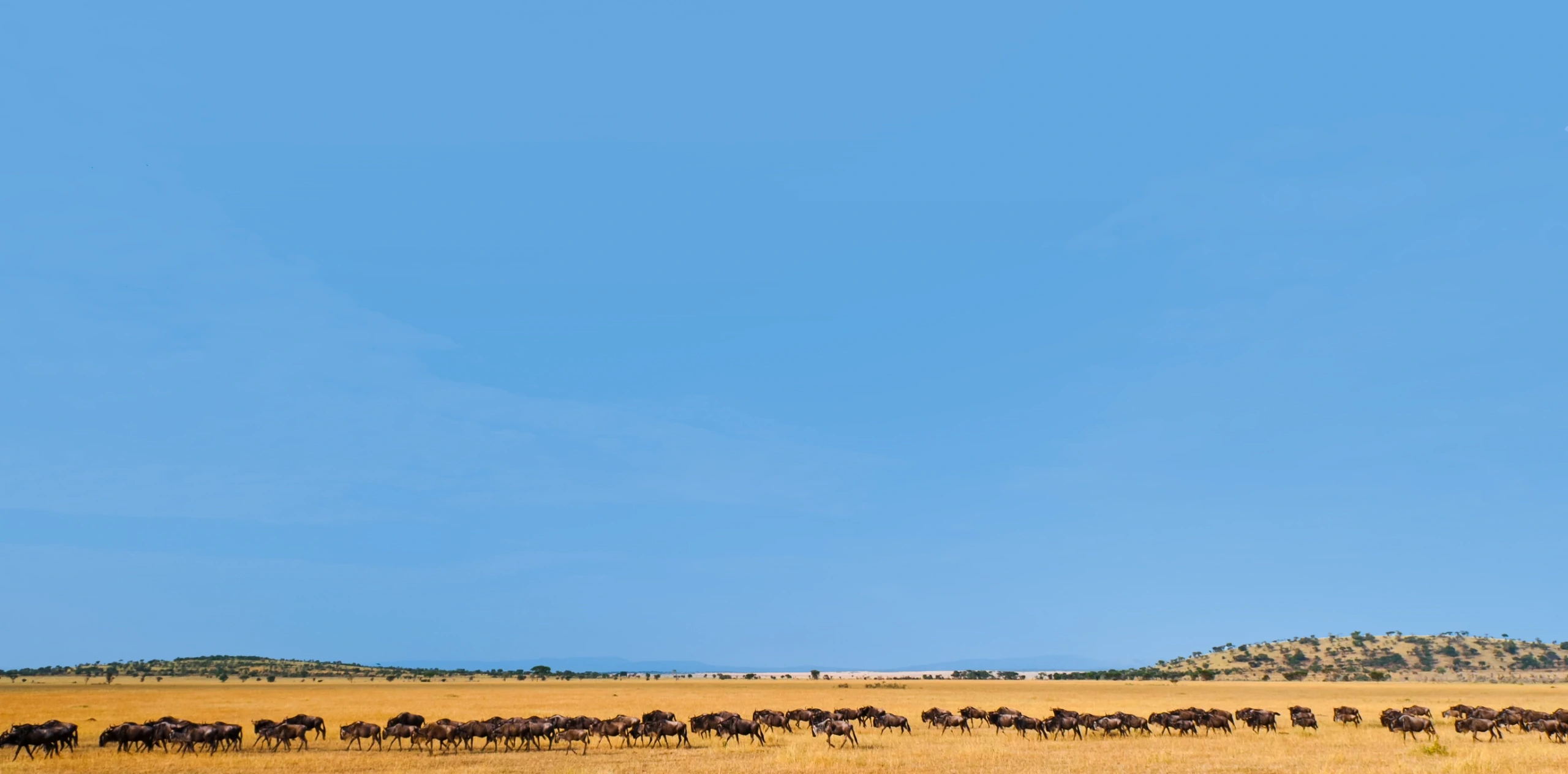 Tanzania Serengeti Safari Cost Breakdown – Luxury vs Midrange