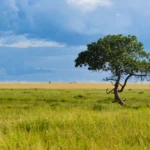 Serengeti Safari Packages