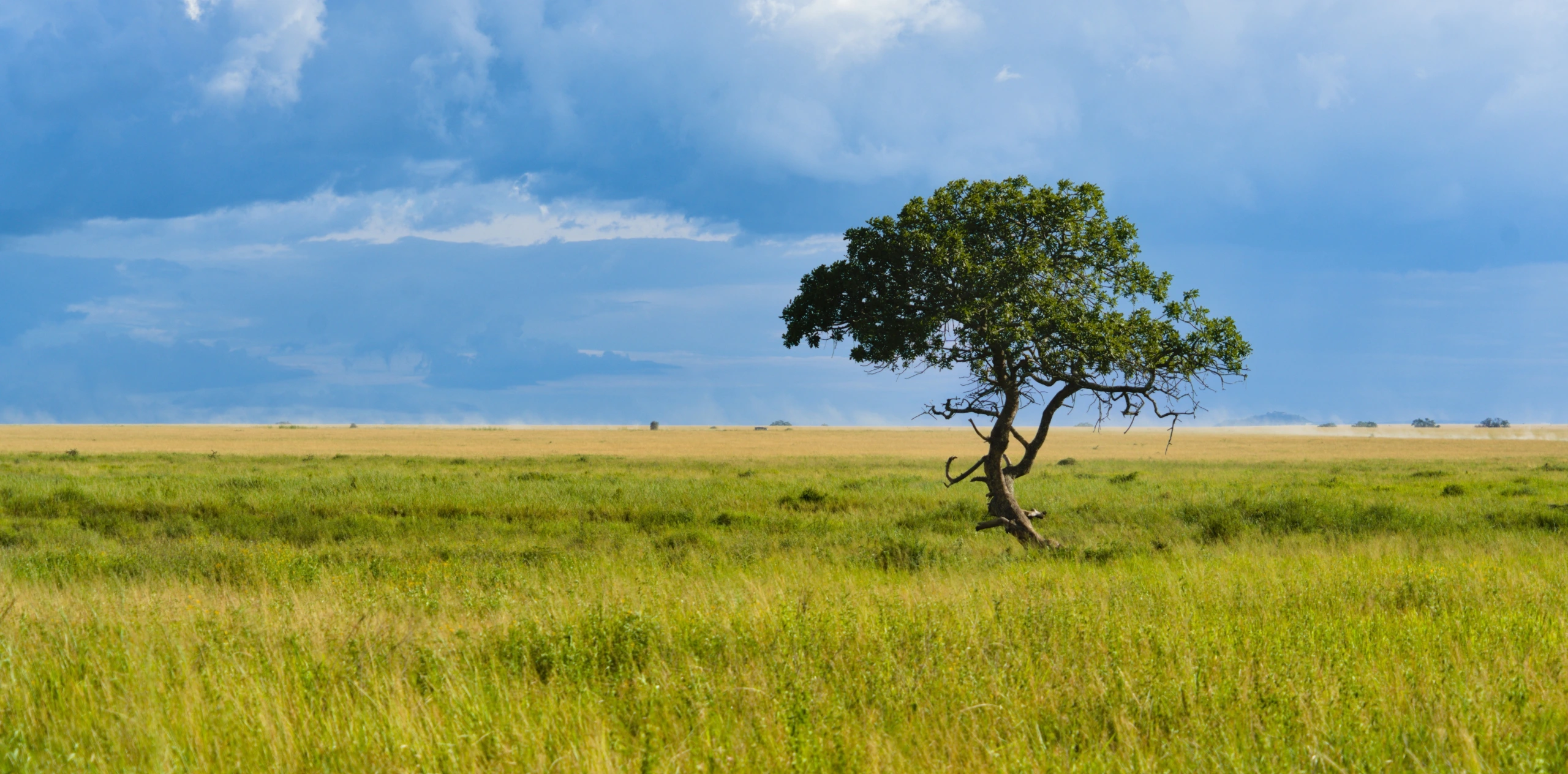10-Day Serengeti Safari Packages with Ngorongoro & Tarangire