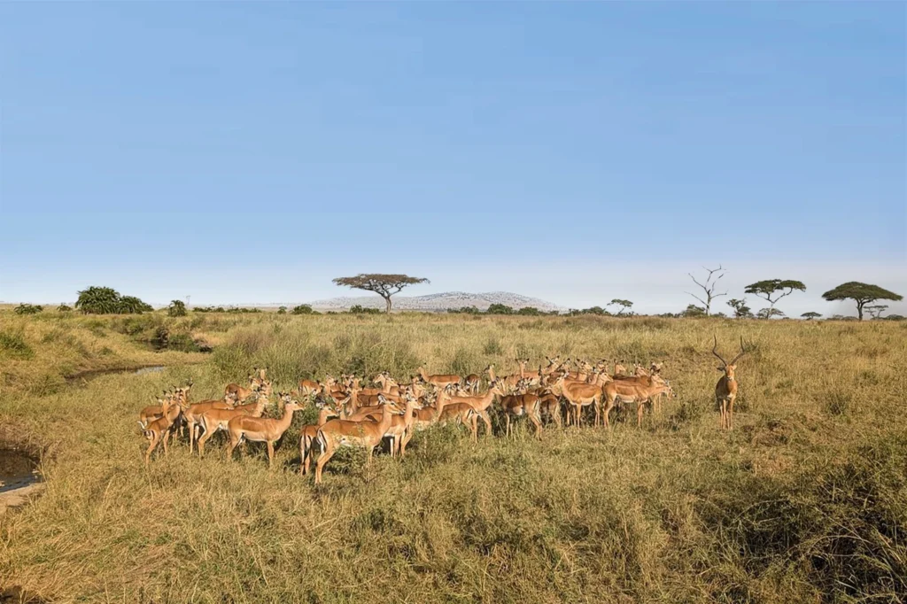 Serengeti Wildlife Serengeti Wildlife