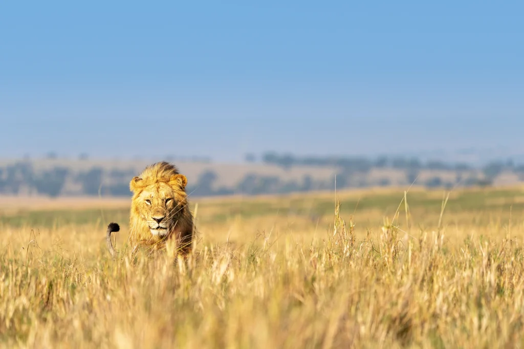 Serengeti Wildlife