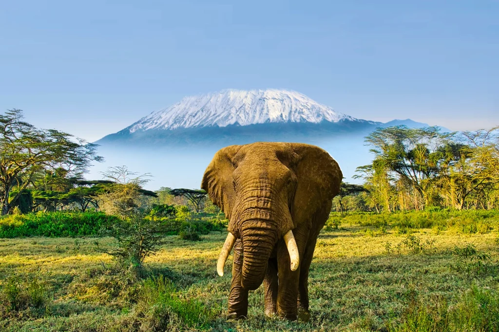 Best Time To Go To Tanzania