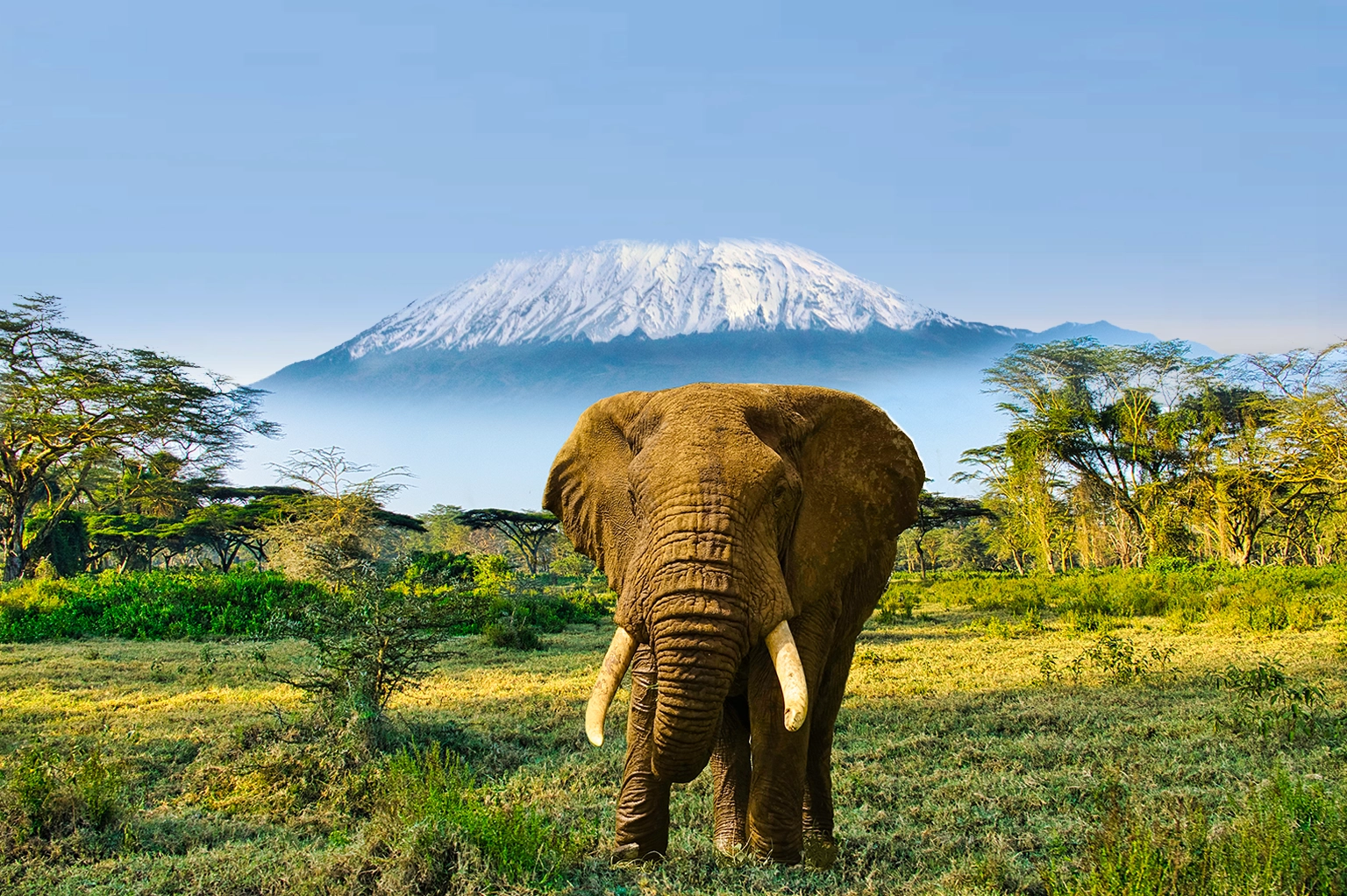 Safari Experience