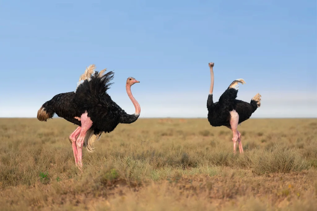 Tanzania Birding Safari Tanzania Birding Safari