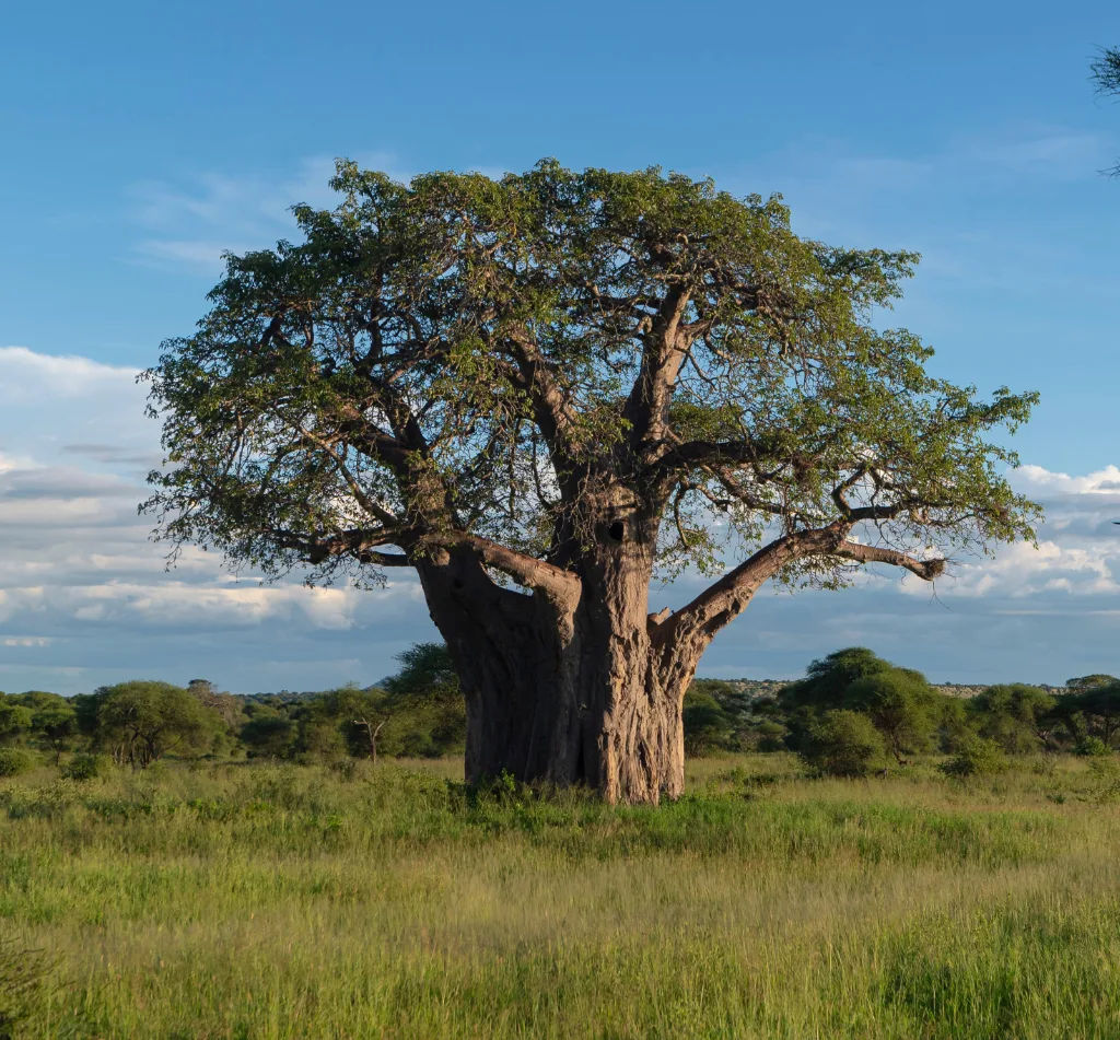 Tarangire Baobabs