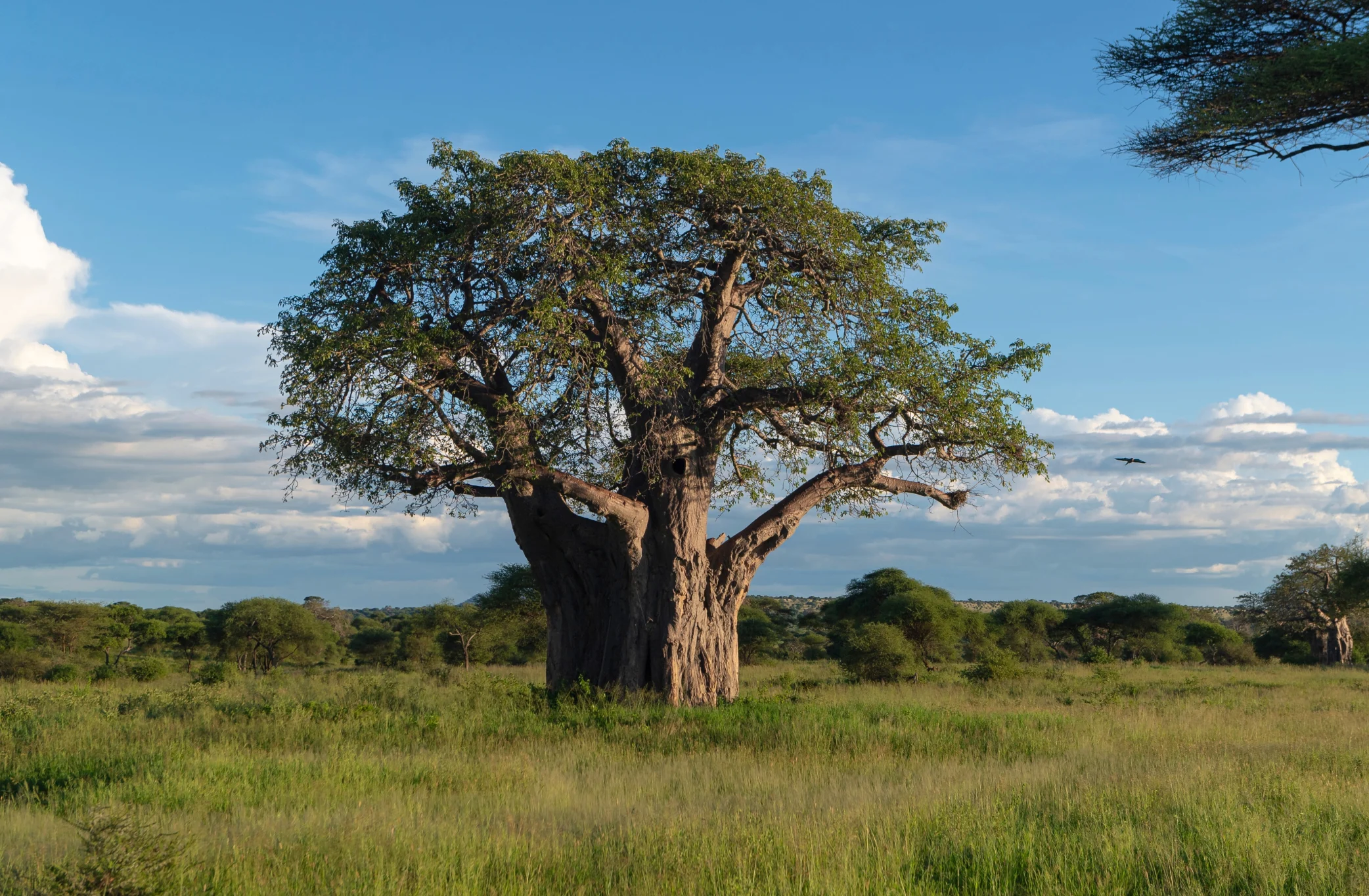 Meet Giants Beneath Baobabs on Tarangire Safari Packages