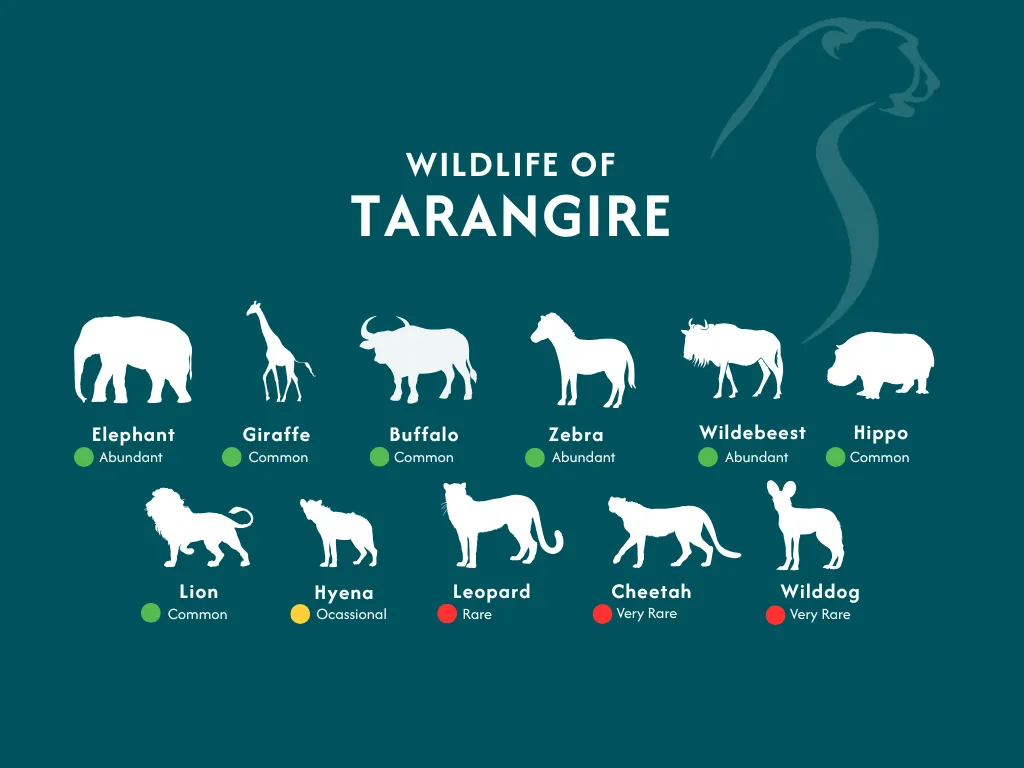 Tarangire Wildlife