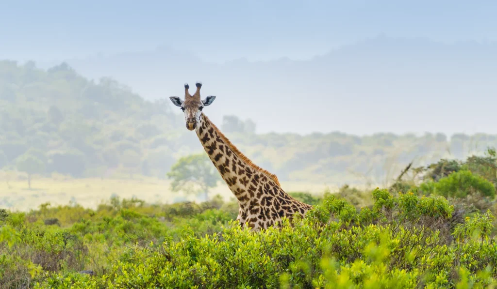 Arusha Safari