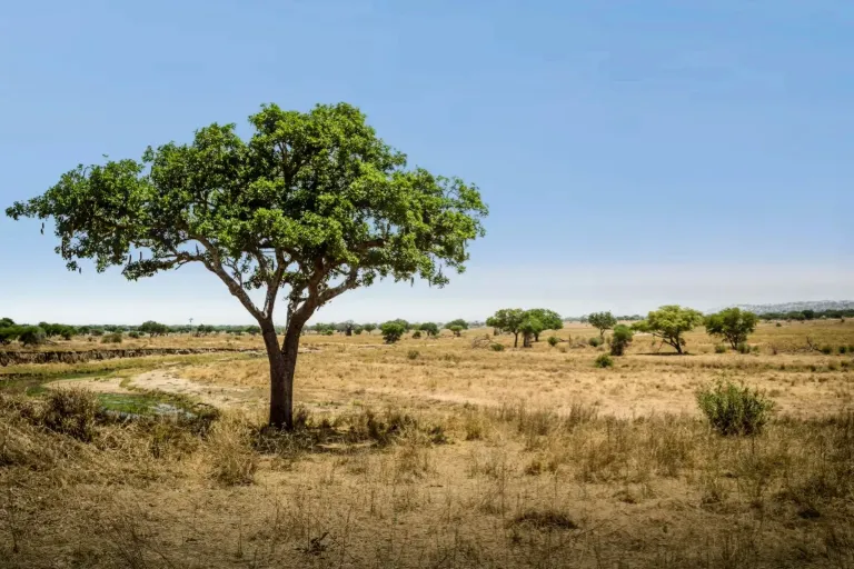 Amazing Things to Do in Tanzania – What Will Be Your First Stop?