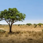 Things To Do In Tanzania