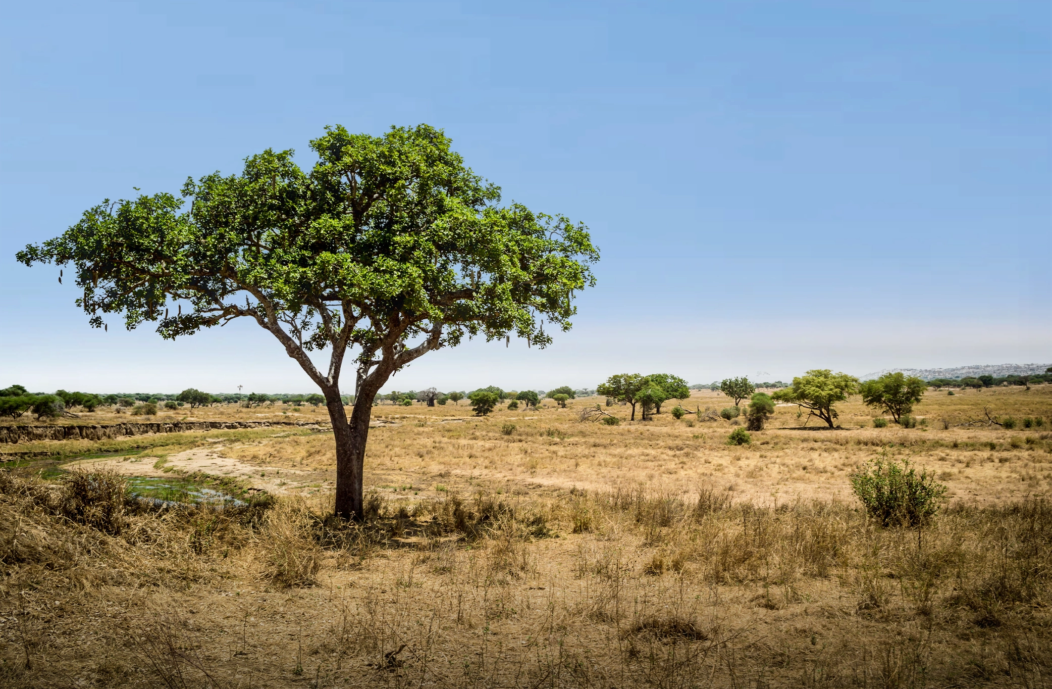 Amazing Things to Do in Tanzania – What Will Be Your First Stop?