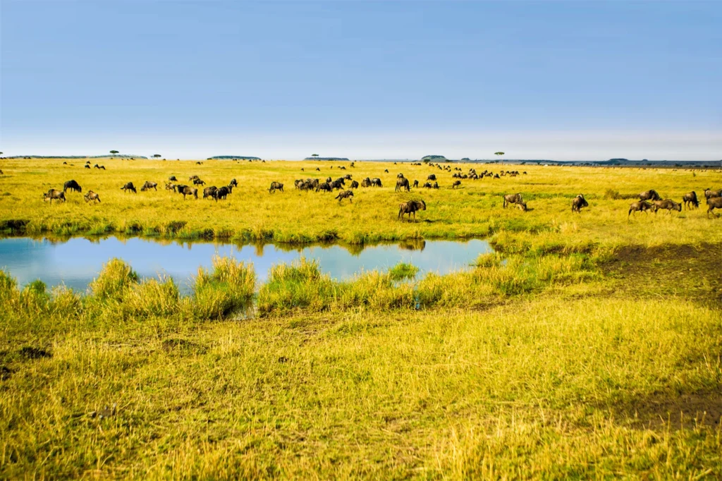 Best Season To Visit Tanzania