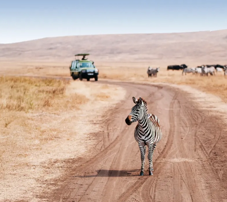 Tanzania Safari Cost