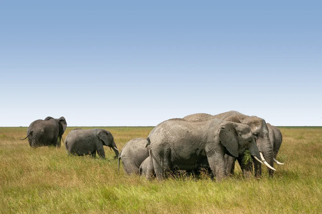 Tanzania Safari Tours