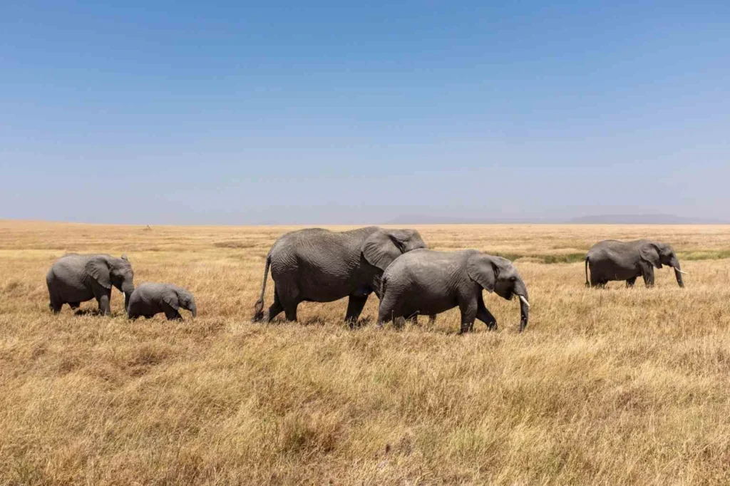 Additional Tanzania Safari Cost Additional Tanzania Safari Cost