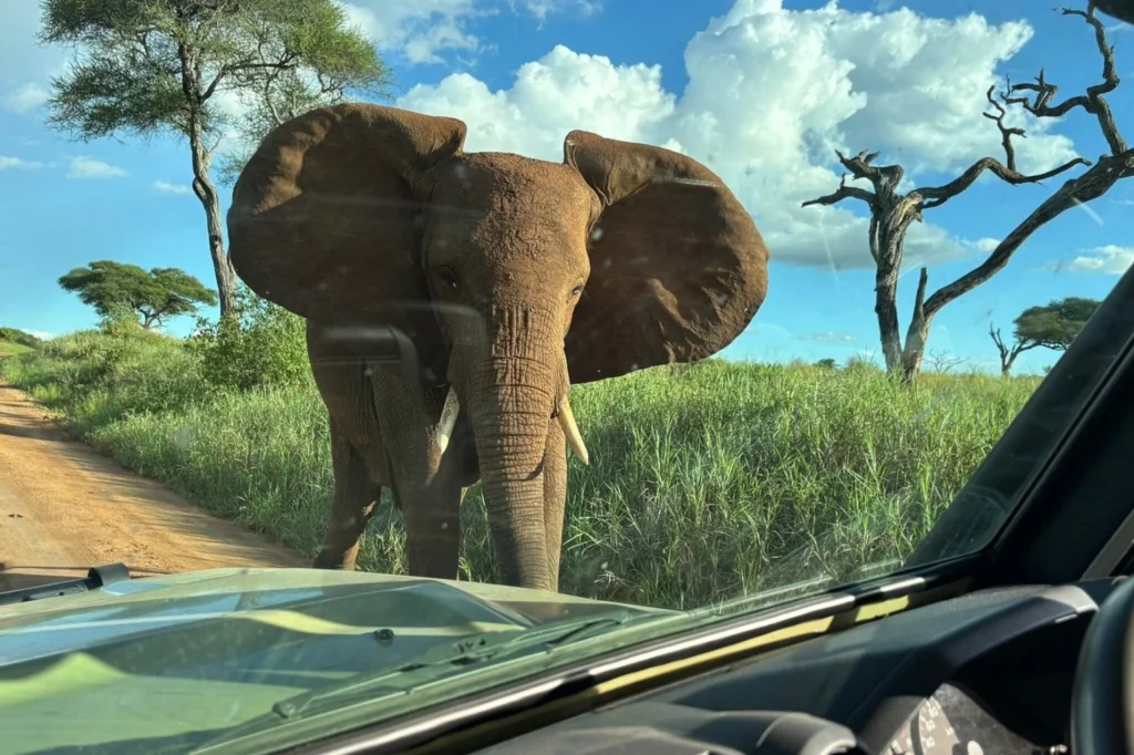 Tanzania Safari Cost