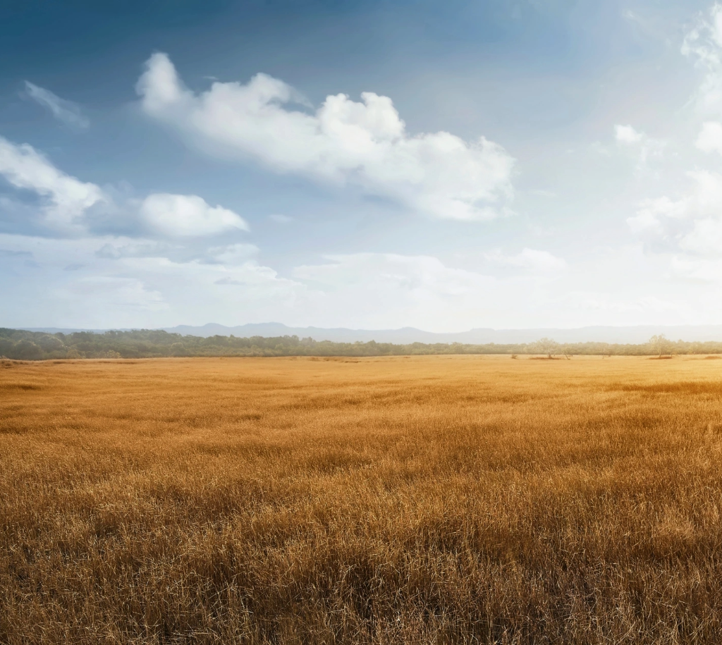 Tanzania Safari Cost