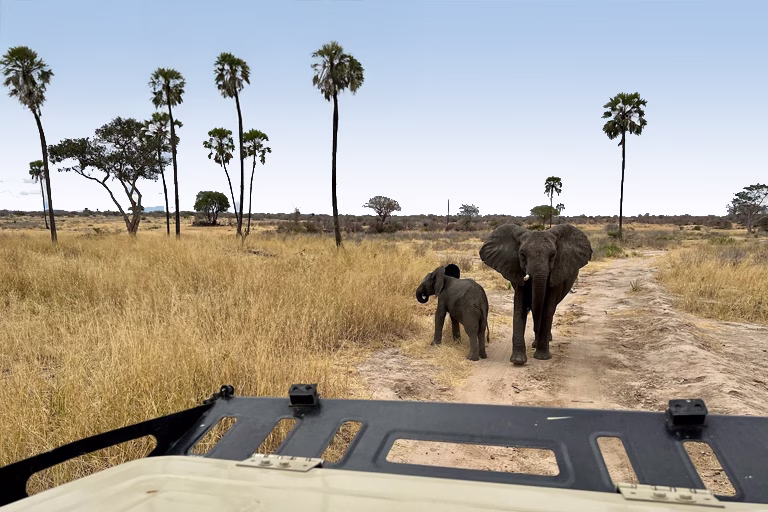 Tanzania Wildlife Safaris