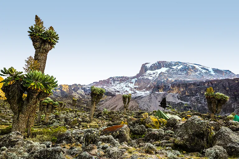 Mount Kilimanjaro Climbing