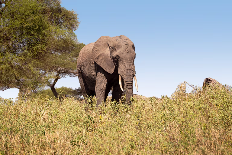 Tanzania Safari Wildlife